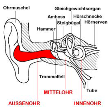 Gehörgang/äußeres Ohr