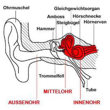 Inneres Ohr